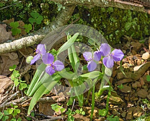 Virginia Spiderwort, Tradescantia subaspera photo